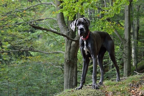 Crescimento Dogue Alemao - A tabela de peso do cachorro Dogue Alemao