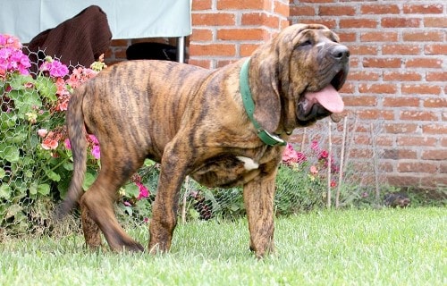 Crescimento Fila Brasileiro - A tabela de peso do cachorro Fila